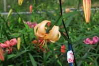 Big sandy brown turkscap flowers